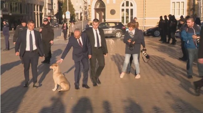 Едно бездомно куче застана мирно на входа на Народното събрание