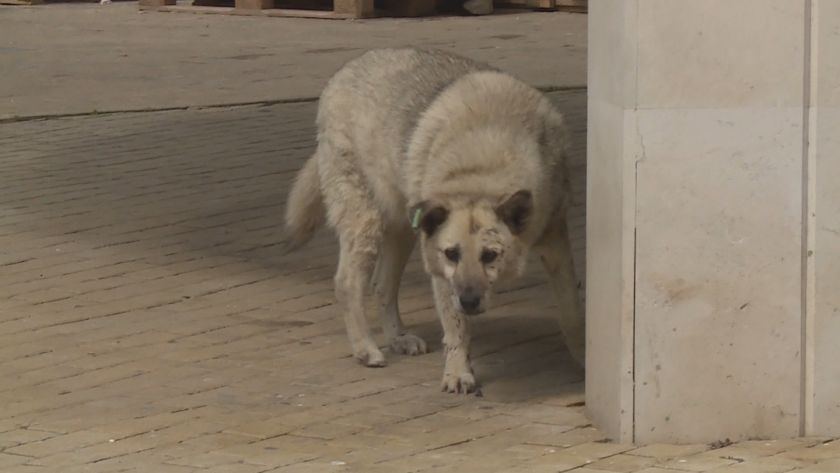 Задълбочава се проблемът с бездомните и агресивни кучета в Благоевград.Само
