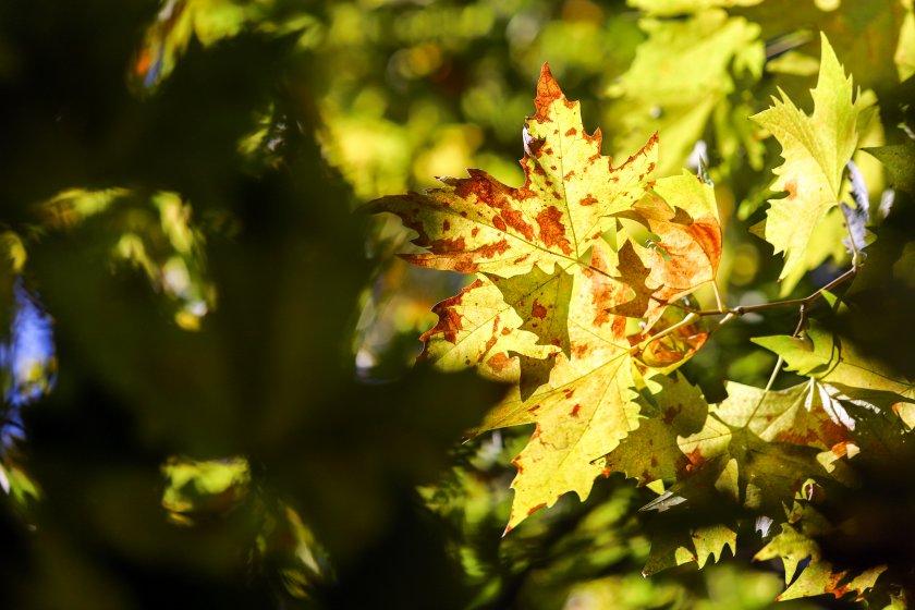 Сутрешните температури днес ще са между 7° и 12°, в