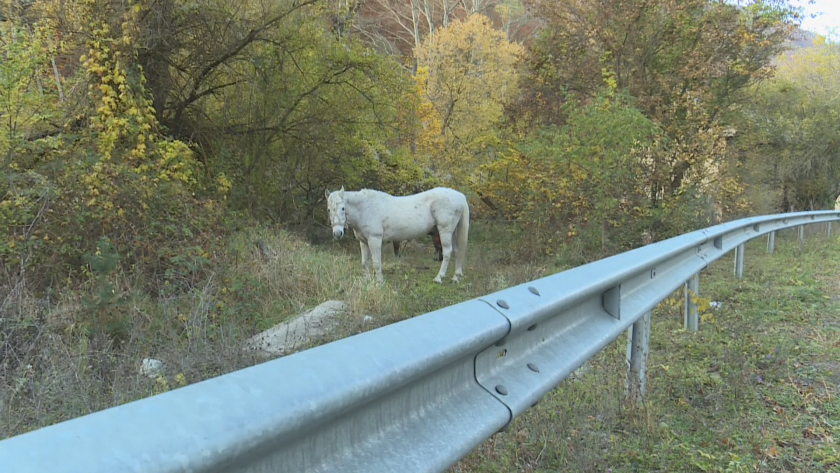 На пътя за Рилския манастир често излизат крави и коне,