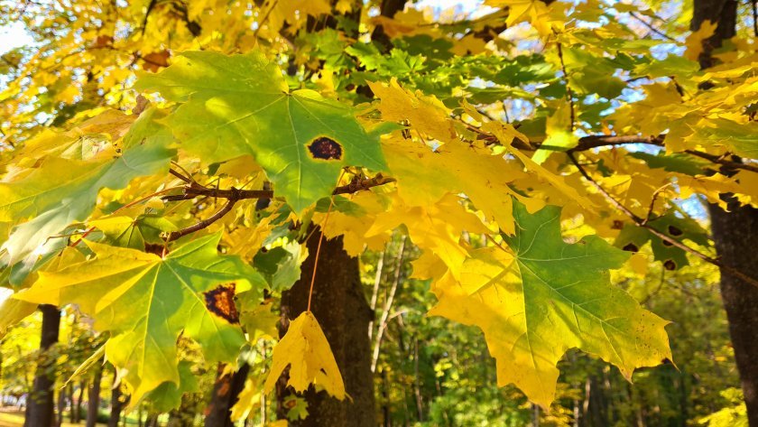 Почти 31° бяха измерени в Пловдив днес