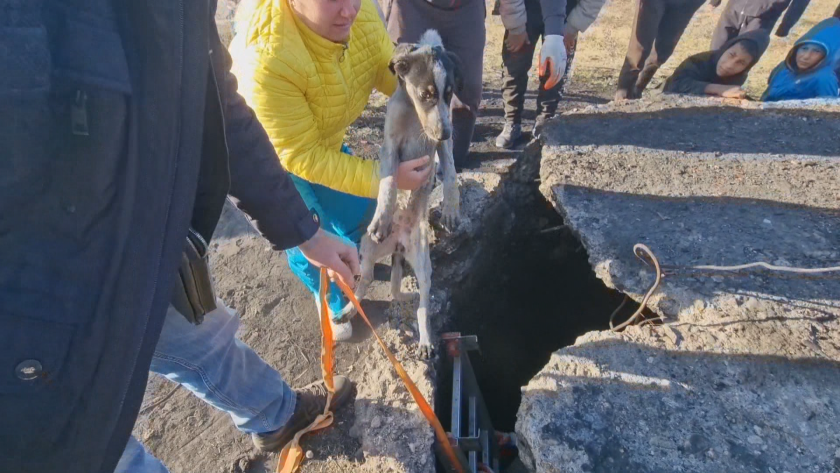 Днес в Казанлък бяха спасени две кучета, изхвърлени в шахта.
