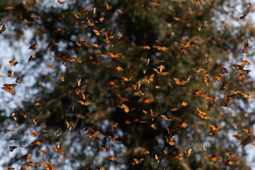 мексико започна миграцията пеперудите монарх