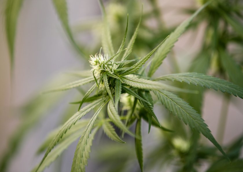 Оранжерия за коноп край село Близнаци разкриха варненските полицаи.Растенията са