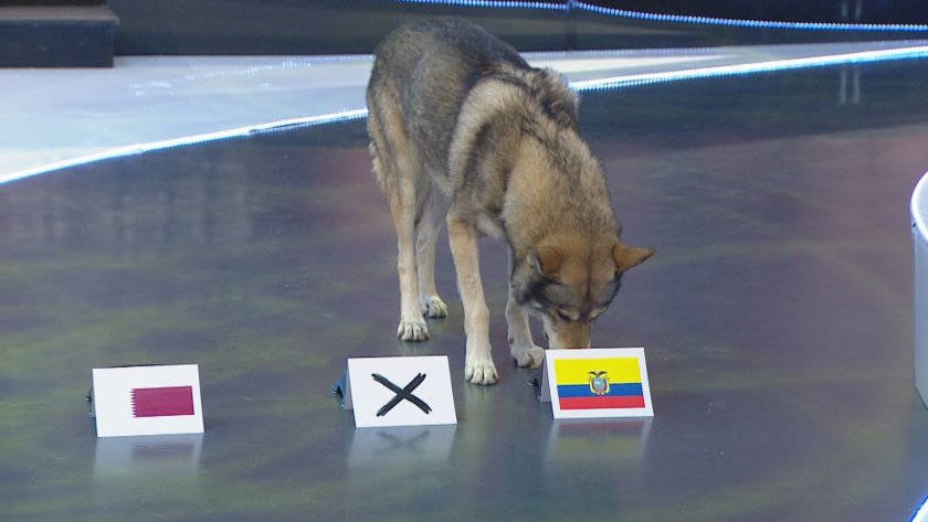 Оракулът на БНТ - вълкът Черок позна победителя от първия