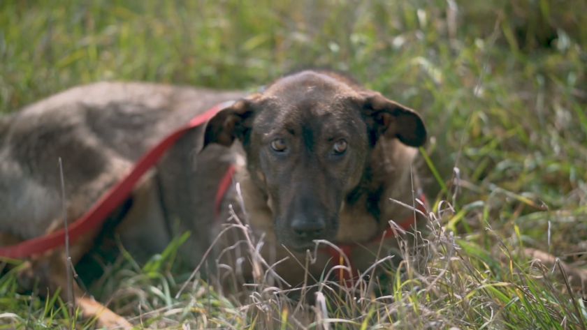 Съдът остави в ареста Захари Шулев, обвинен, че е изтезавал