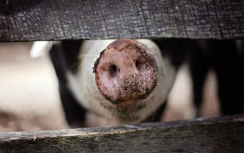 Африканската чума по свинете се завръща в Северна България. Ветеринарните