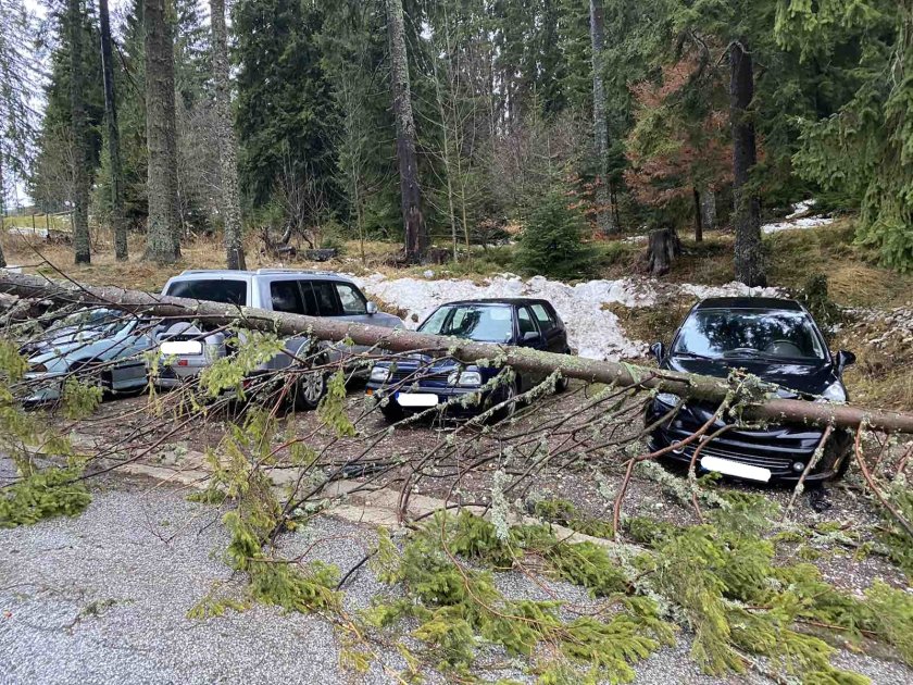 три автомобила потрошени паднало дърво пампорово