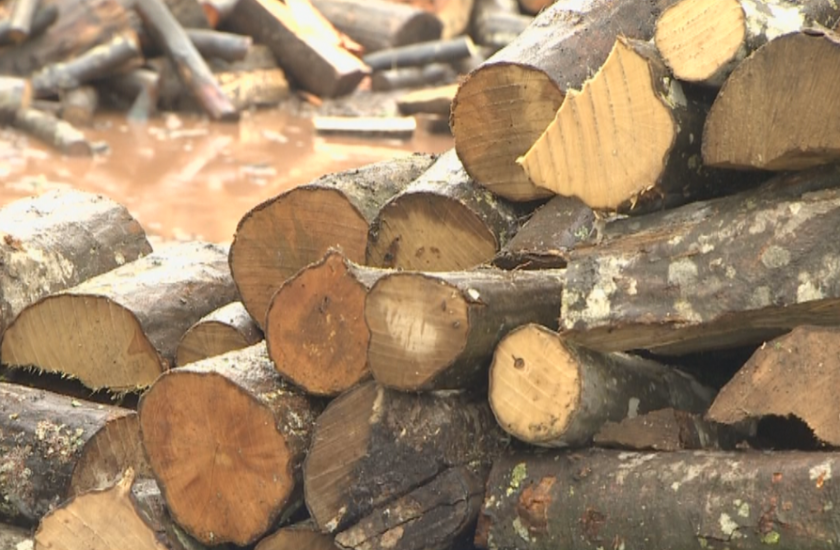 Тази година в пъти се увеличило търсенето на дърва за