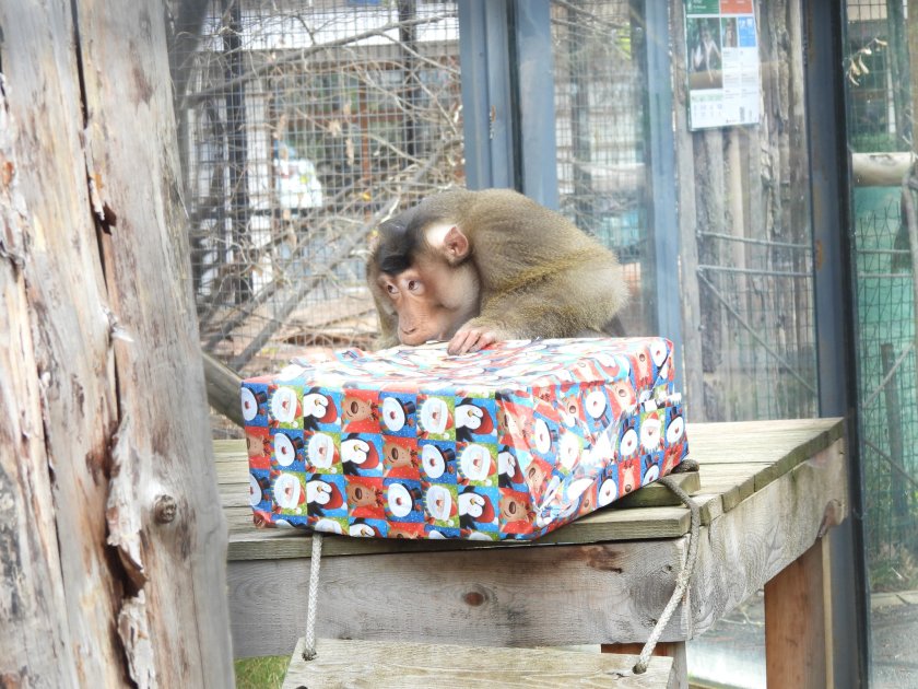Маймуните в Софийския зоопарк получиха коледни подаръци (СНИМКИ)