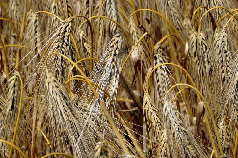 рекордни млн тона пшеница година