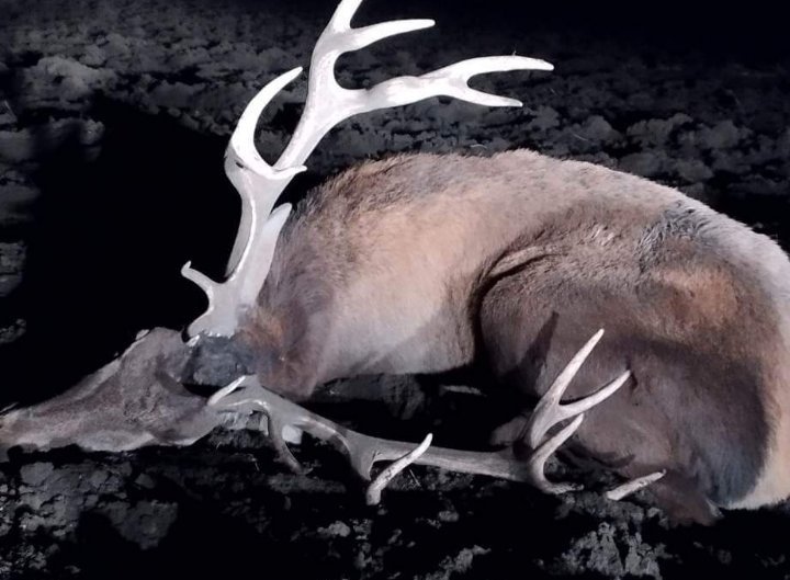 Бракониери убиха благороден елен в Русенско. Те са заловени с
