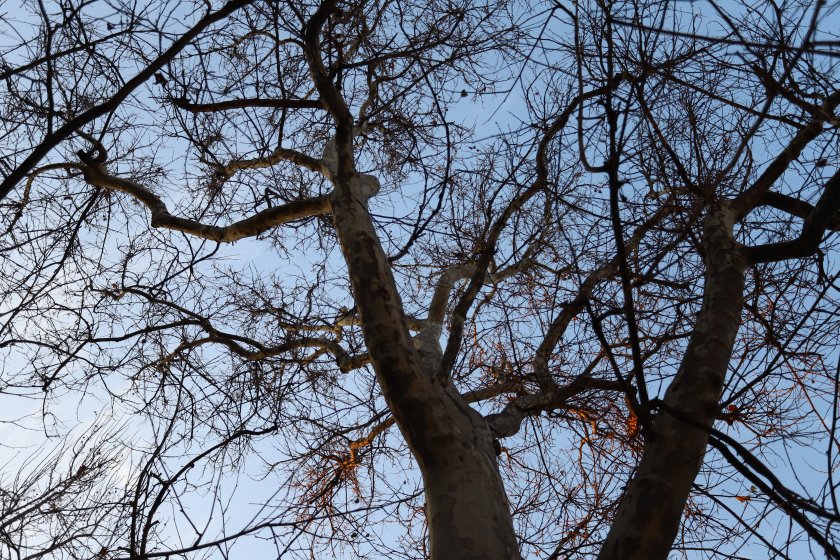 Максималните температури днес ще са между 5° и 12°, в