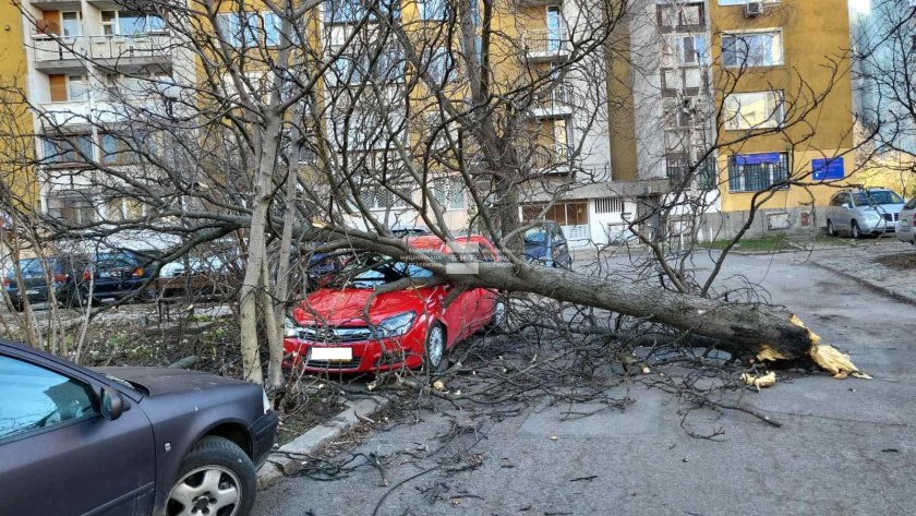470 сигнала паднали дървета клони софия щети автомобили паднала изолация училище заради вятъра