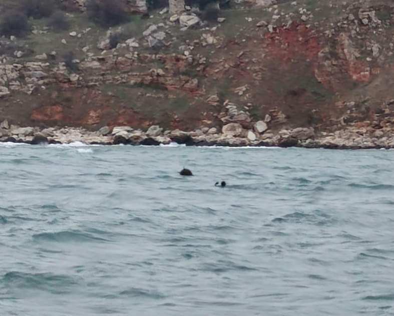 Морска мина е открита край бреговете на Тюленово около 11:30