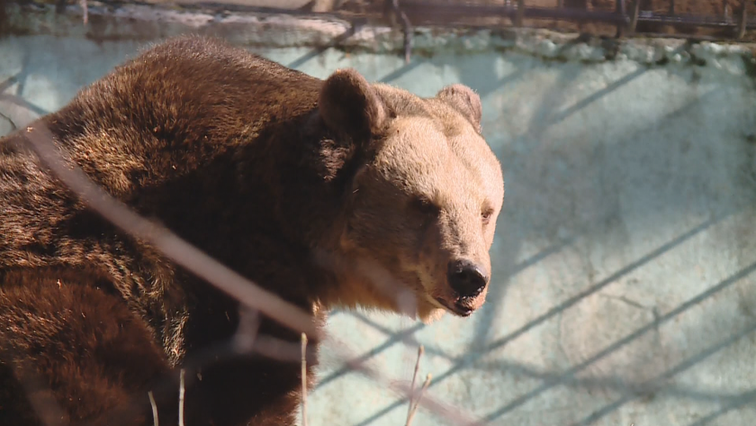 Защо мечката Свобода от зоопарка във Варна се събуди много преди края на зимата?