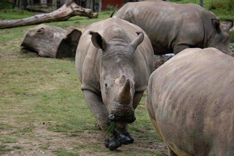големият резерват носорози света продаден търг