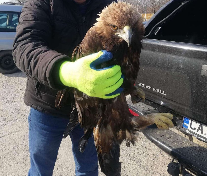Екоинспектори от Пловдив спасиха скален орел