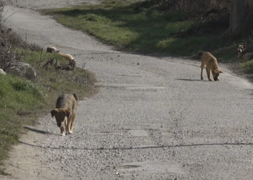 Жители на един от великотърновските квартали се оплакват, че бездомни