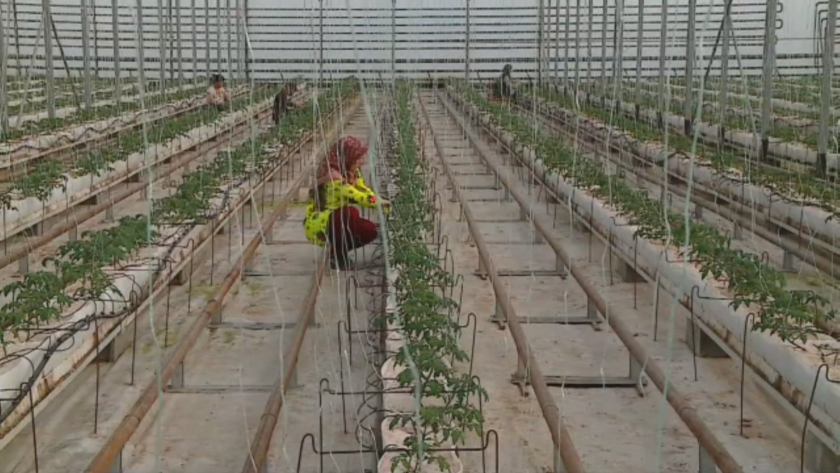 Преди дни оранжерийните производители на зеленчуци предложиха да се намали