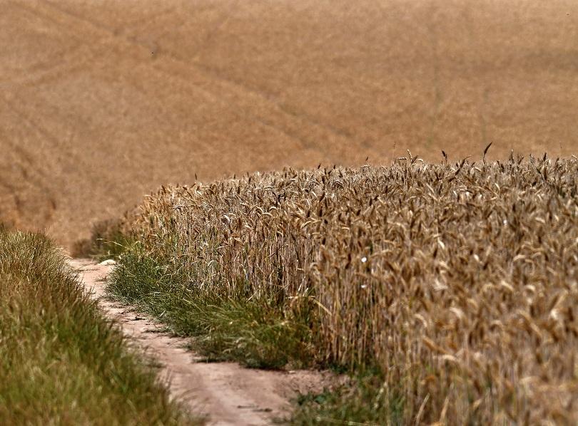 Зърнопроизводители в стачна готовност, според тях липсва механизъм за следене на вноса на пшеница у нас
