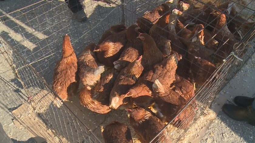 През последната година яйцата поскъпнаха с над 50%. А това