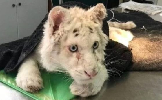 4-месечен бял тигър е намерен захвърлено до кофа за боклук