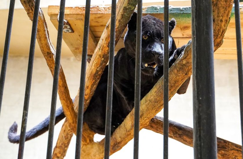 Зоологическата градина в София има нови попълнения - два черни