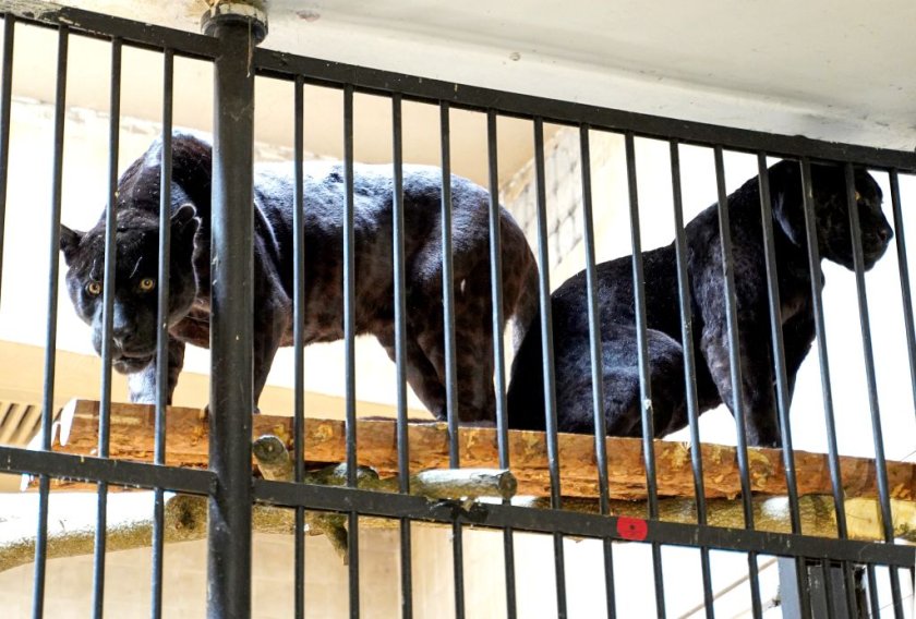 Два черни ягуара са новите обитатели на столичния зоопарк