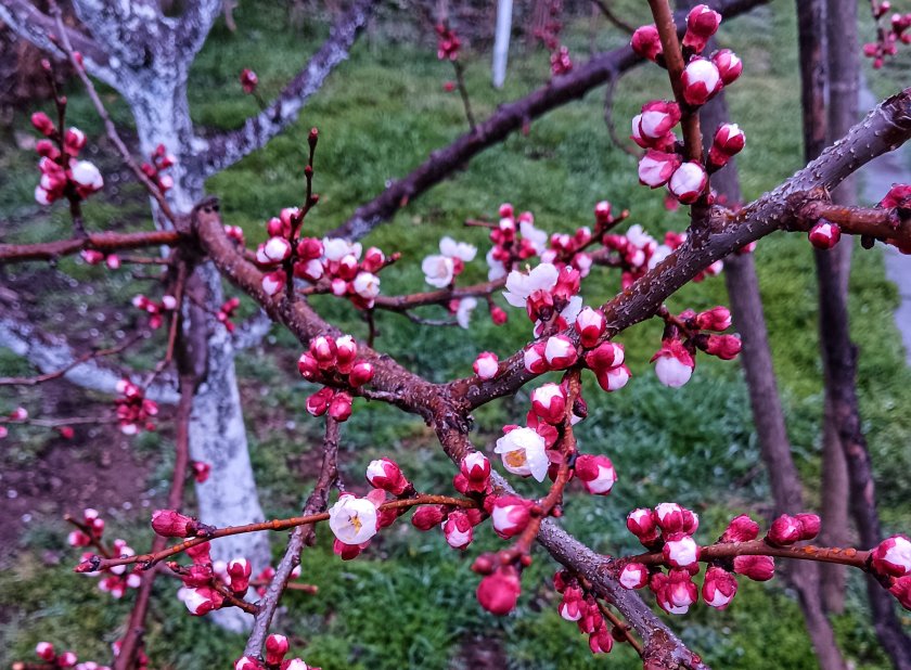 Днес над Западна и Централна България ще е предимно слънчево.