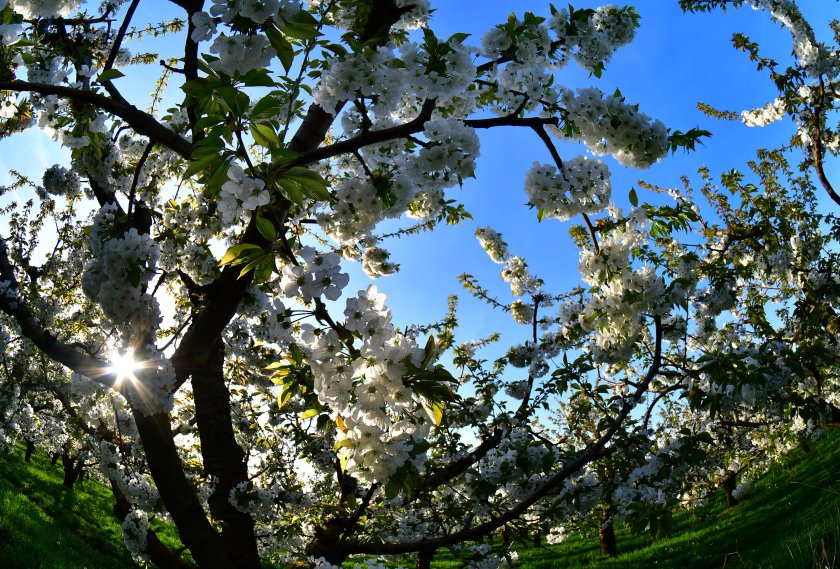 Собственици на череши в Пловдивско изоставят овощните си градини