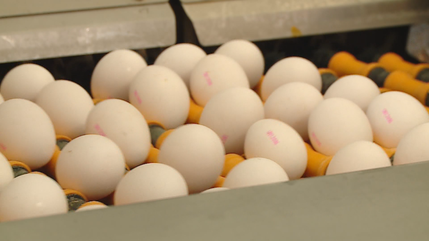 птицевъдите изчезнали млн яйца внос украйна