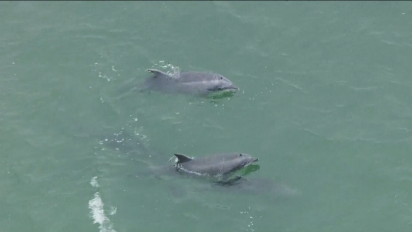 Хеликоптер засне играта на няколко делфина в Калифорния