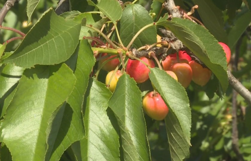 Рязко поскъпване на родните плодове очакват производители в Кюстендилско