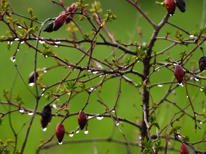 Облачно и с валежи, но предимно слаби, ще бъде времето