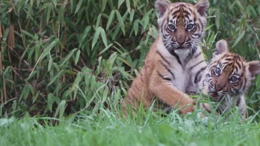 Две рядко срещани суматрийски тигърчета се появиха от бърлогата си