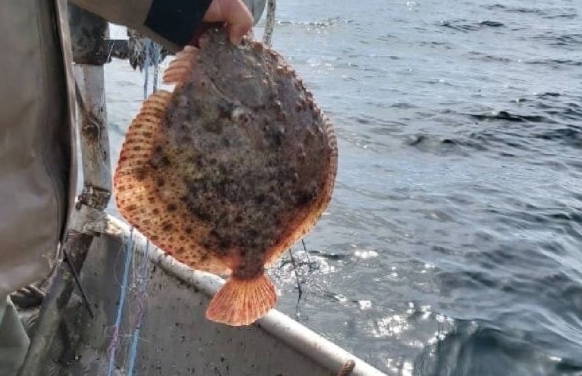 април влиза сила сезонната забрана улов риба