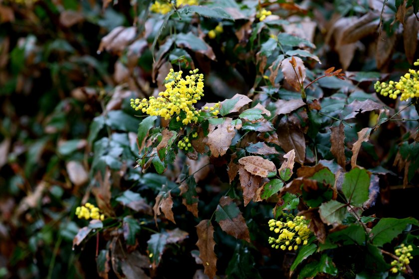 До края на деня облачността постепенно ще се увеличава и
