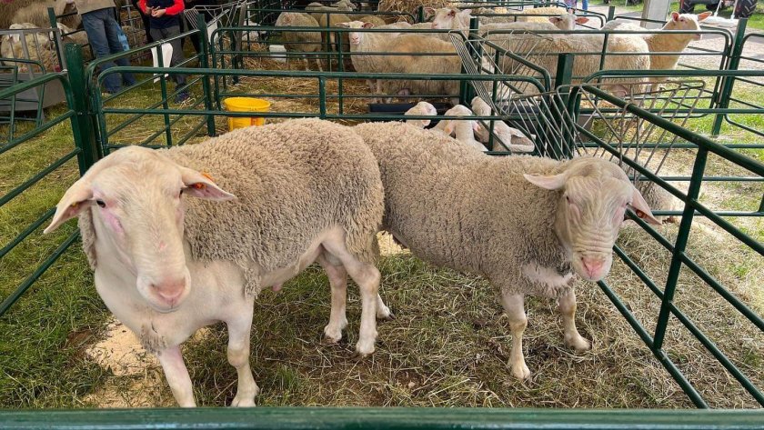 Между 25 лв. и 30 лв. за килограм е реалната