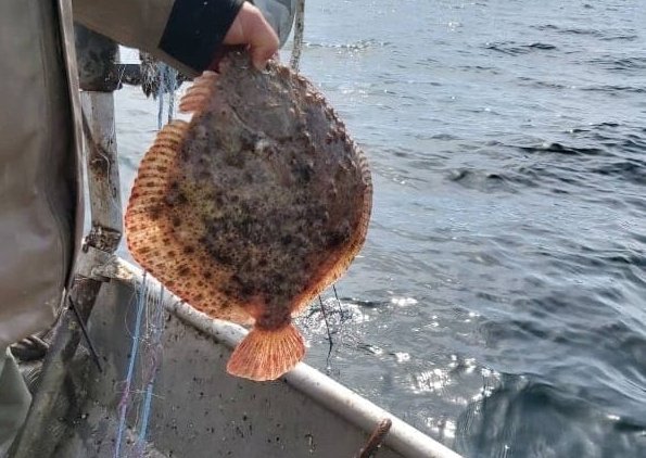 От 15 април 2023 г., със заповед на министъра на