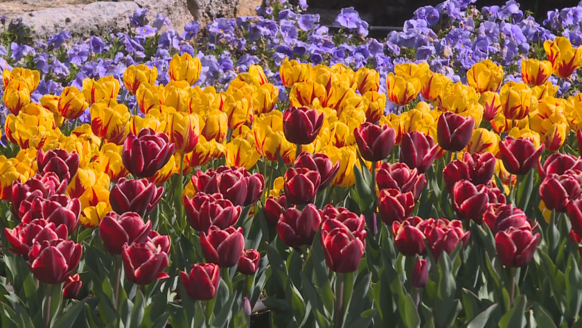 Парадът на лалетата започна в Ботаническата градина край Балчик. В