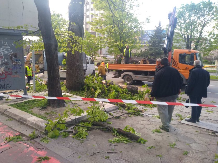 огромно дърво падна булеварда сградата община варна