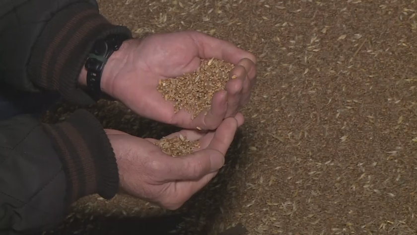 Очаквано зърнопроизводителите са доволни от решението на правителството. Важният въпрос