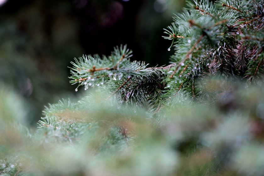 Ще се задържи предимно облачно с валежи от дъжд. В