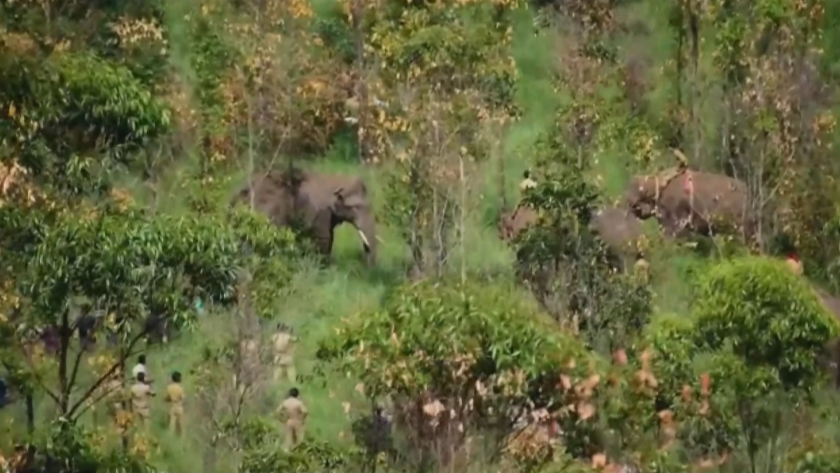 Индийски горски служители заловиха лаком слон, убил шестима души.Мъжкият слон