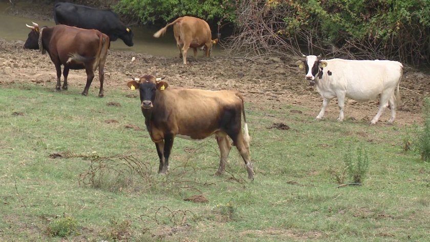 Недоволство на животновъди в Благоевград. Причината е решение на общината,