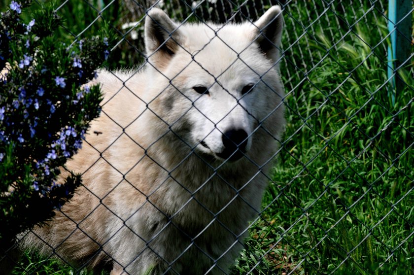 бургаският зоопарк радва обитатели снимки