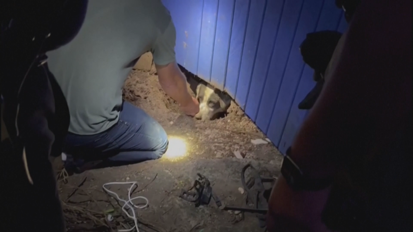 Телевизионен екип спаси куче, затрупано в къща при торнадо в САЩ