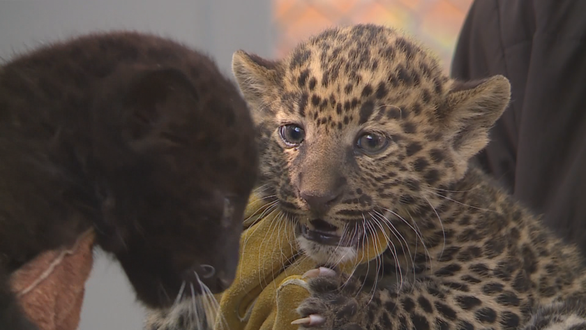 Показаха бебета леопарди във варненския зоопарк