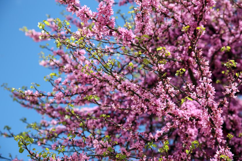 Слънчево време и следобедни превалявания
